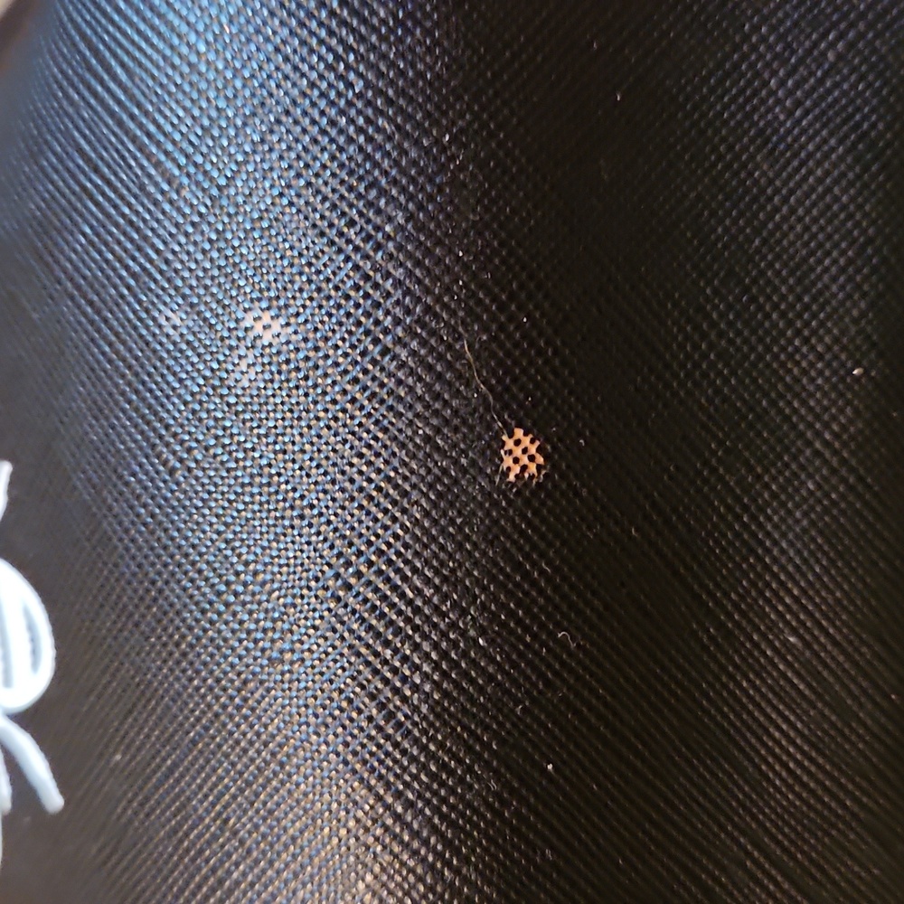 Black 'Queen' Pouch with Bee Design - Picture 7 of 7